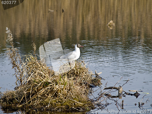 Image of Seagull