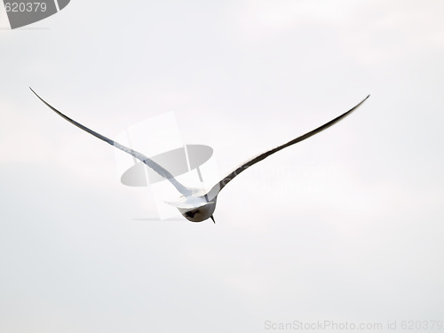 Image of Free seagull