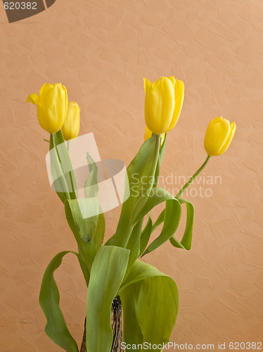 Image of Tulips