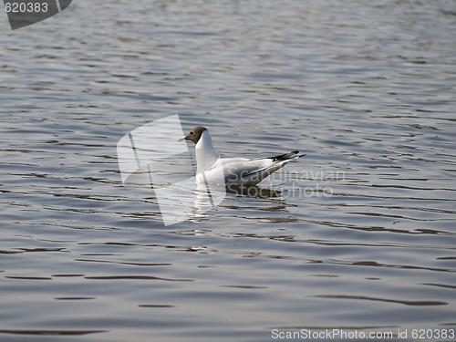 Image of Swiming seagull 