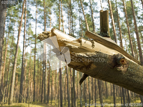 Image of fallen tree in forest