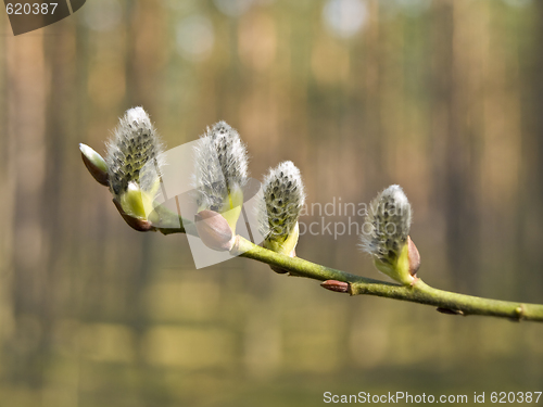 Image of pussywillow