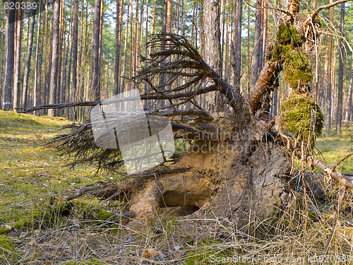 Image of Tree roots