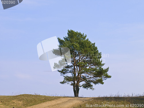 Image of Single pine tree