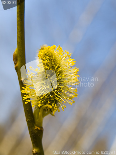 Image of  Yellow pussywillow