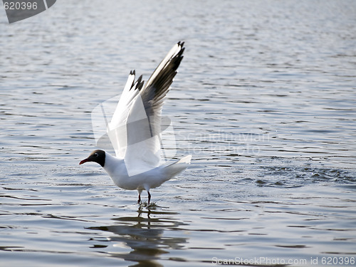 Image of Flying up seagull