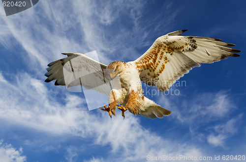 Image of Ferruginous attack