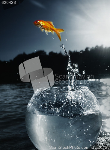 Image of goldfish jumping out of the water