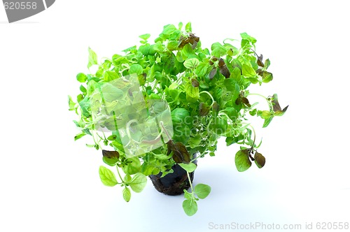 Image of Green oregano