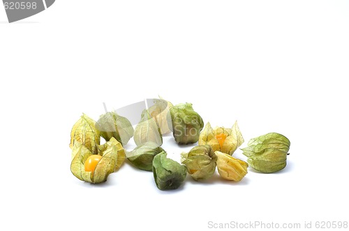 Image of Physalis