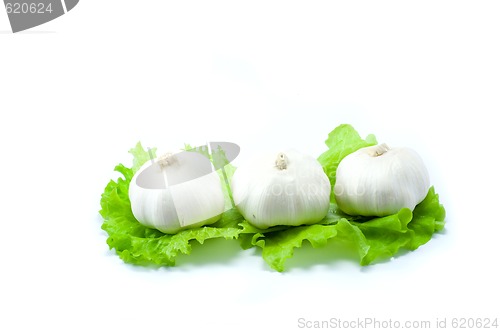 Image of Garlic