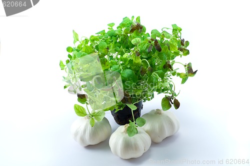 Image of Green oregano on pot with garlic 