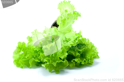 Image of Green salad