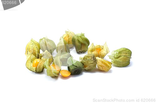 Image of Physalis