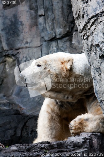 Image of Polar bear head