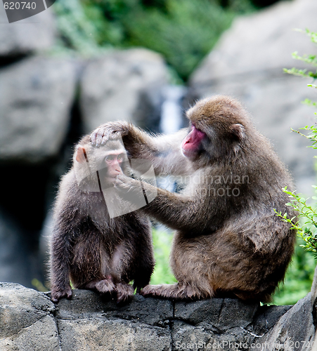 Image of Snow Monkeys grooming