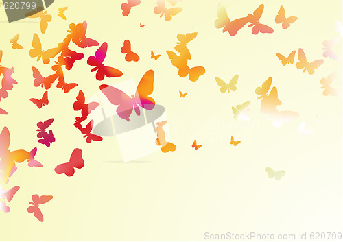 Image of  butterflies 