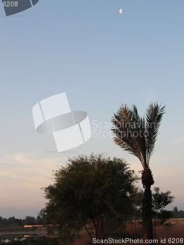 Image of Dark trees, morning skies. Larnaca. Cyprus