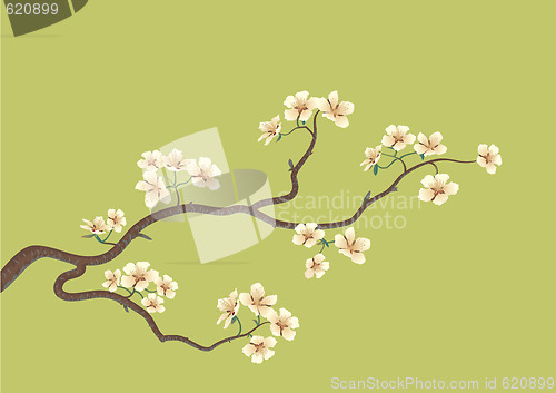 Image of flowered sakura