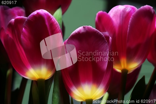 Image of tulips in night garden