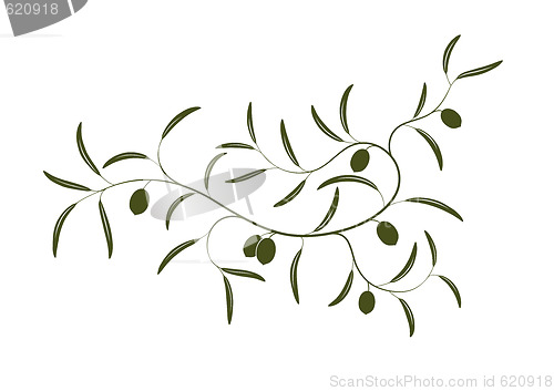 Image of Olive branch 
