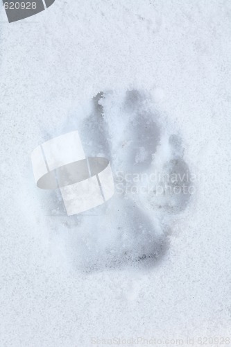 Image of trace of the beast