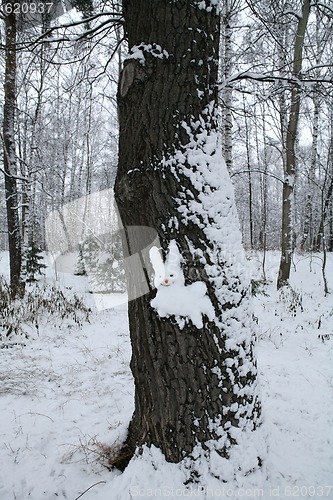 Image of snow hare on the wood