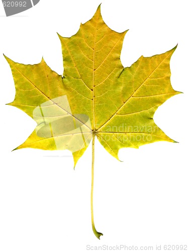 Image of autumn leaf