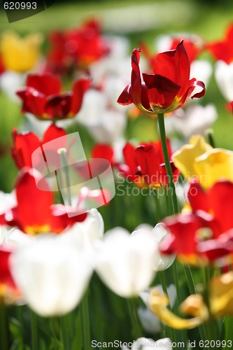 Image of varicolored tulips
