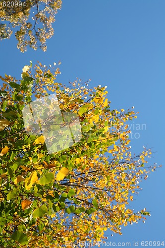 Image of Yellow Autumn