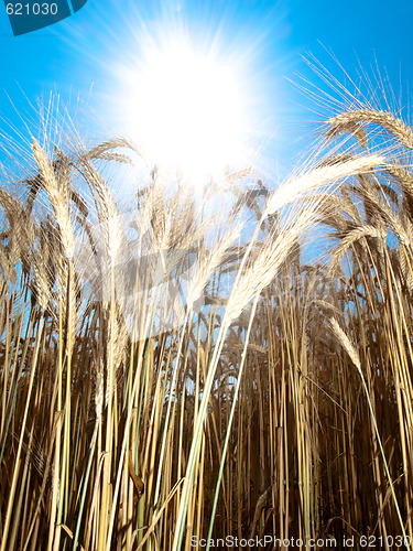 Image of Beautiful golden wheat field