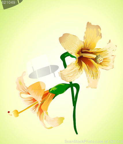 Image of elegant flower