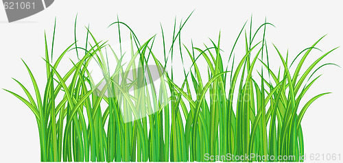 Image of  grassy field