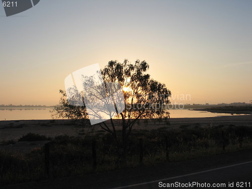 Image of Tree, lake, sun. Larnaca. Cyprus