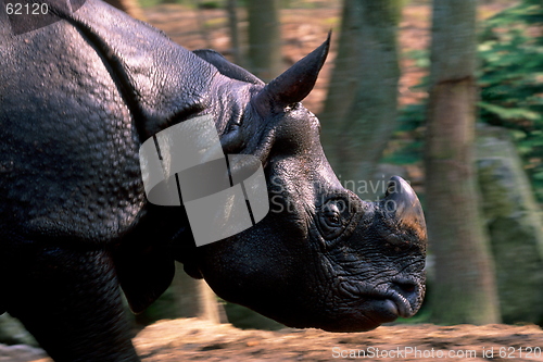 Image of Running Rhino