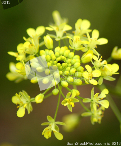 Image of Isolated flower