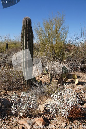 Image of Cactus