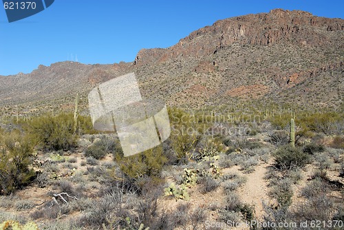 Image of Cactus field