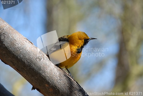 Image of Olive warbler