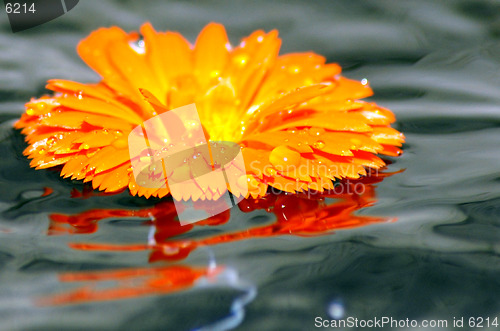 Image of Flower on water