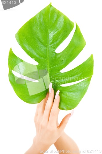 Image of female hands with green leaf