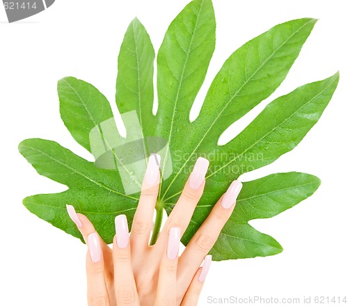 Image of female hands with green leaf