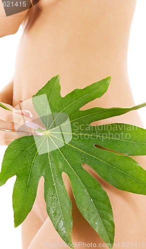 Image of female torso with green leaf over white