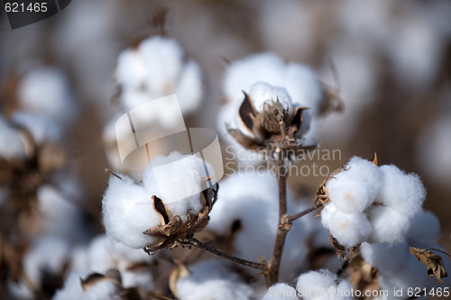 Image of Cotton fields