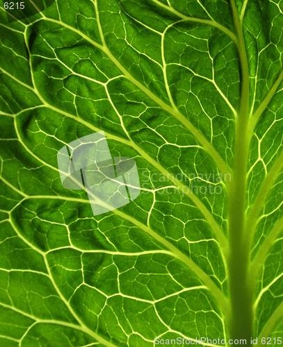 Image of Asbtract Leaf