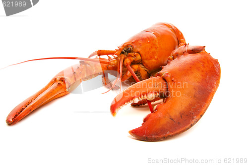 Image of Lobster cooked