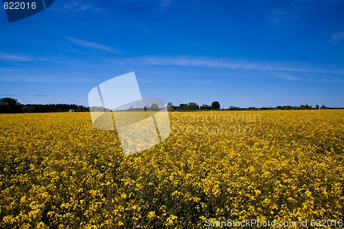 Image of canula field