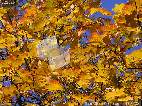 Image of Golden maple 