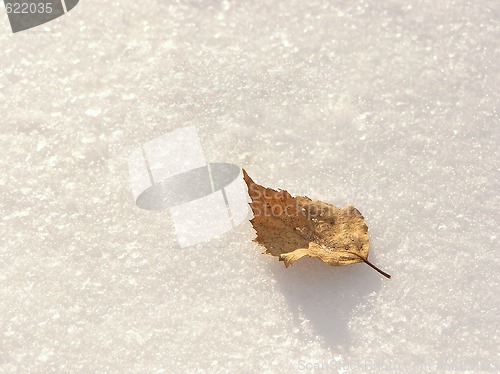 Image of Leaf on snow