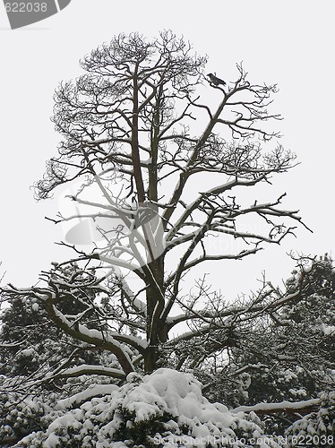 Image of Winter tree 